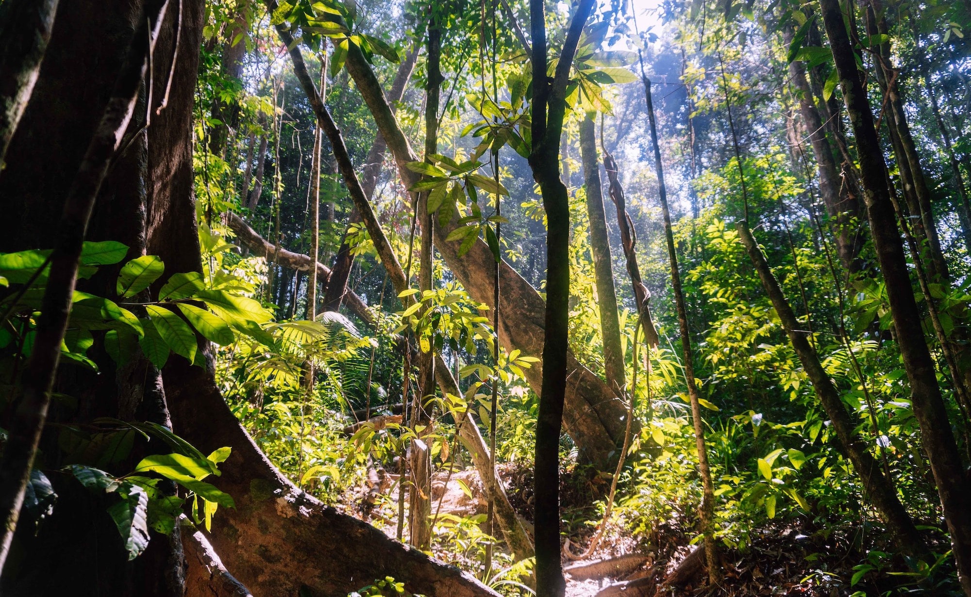 Brasil detalha proposta de fundo global de bilhões para proteger florestas tropicais