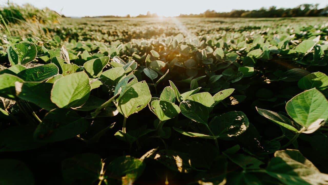 Fundo para agricultura sustentável quer garantir 'renda mínima' ao produtor