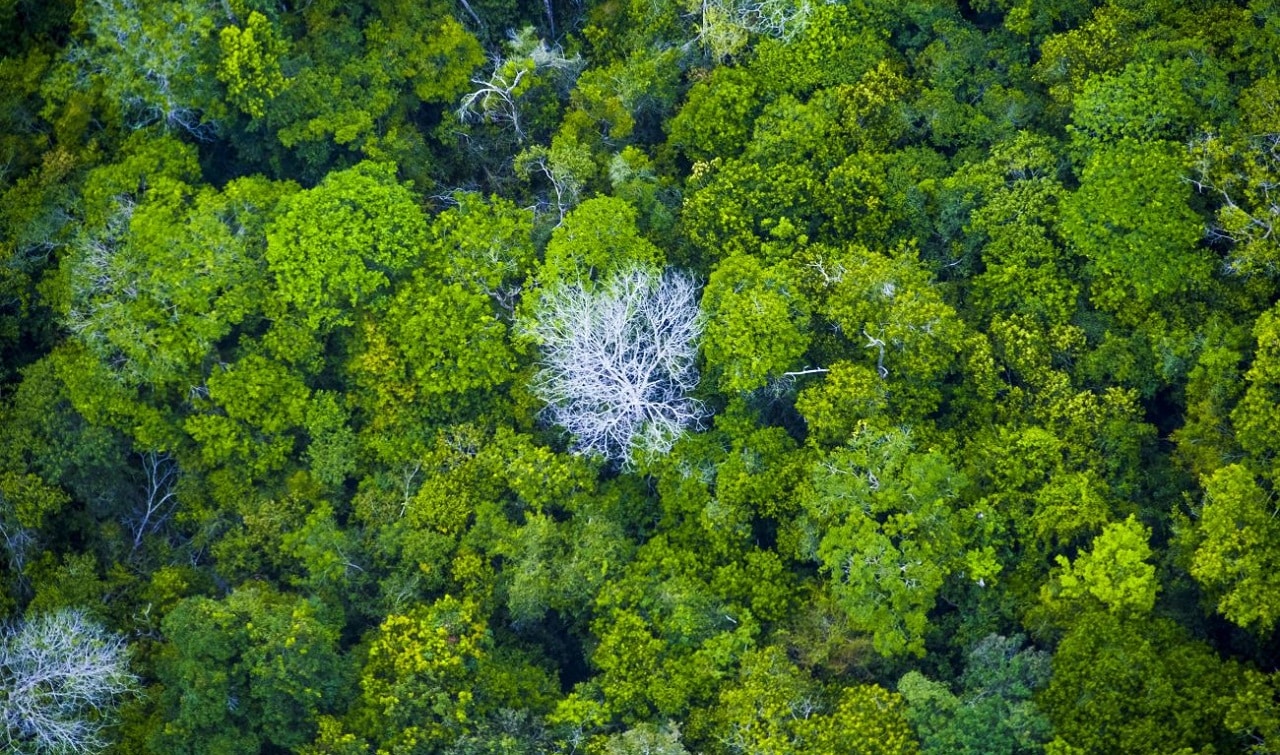 Pará vai licitar florestas públicas para gerar créditos de carbono