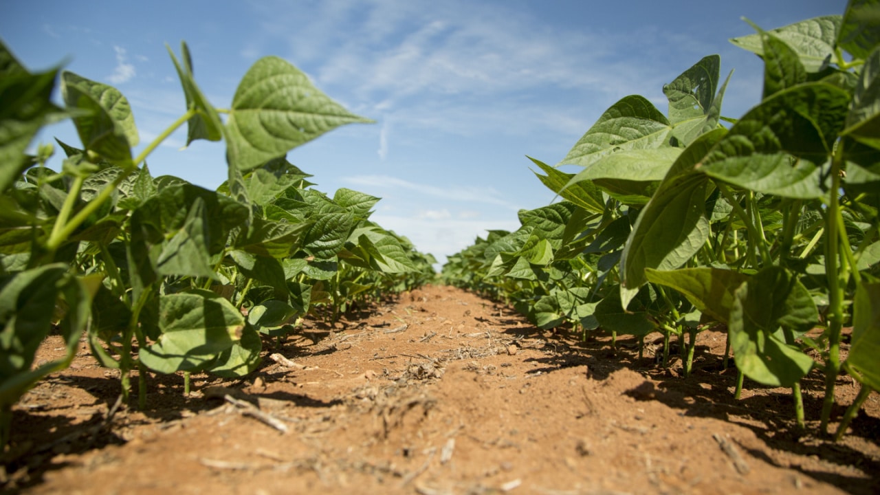 Gigante do agronegócio vai medir captura de carbono no solo