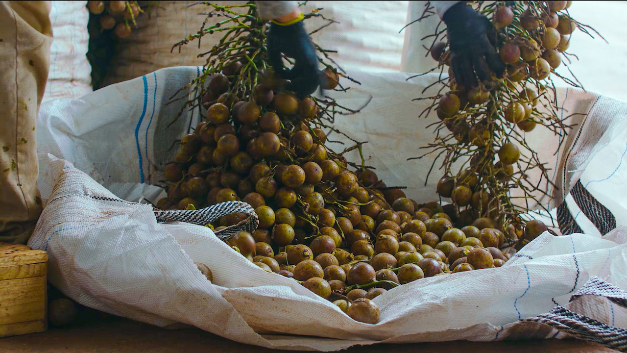 Processo de beneficiamento dos cocos da macaúba em planta da Inocas