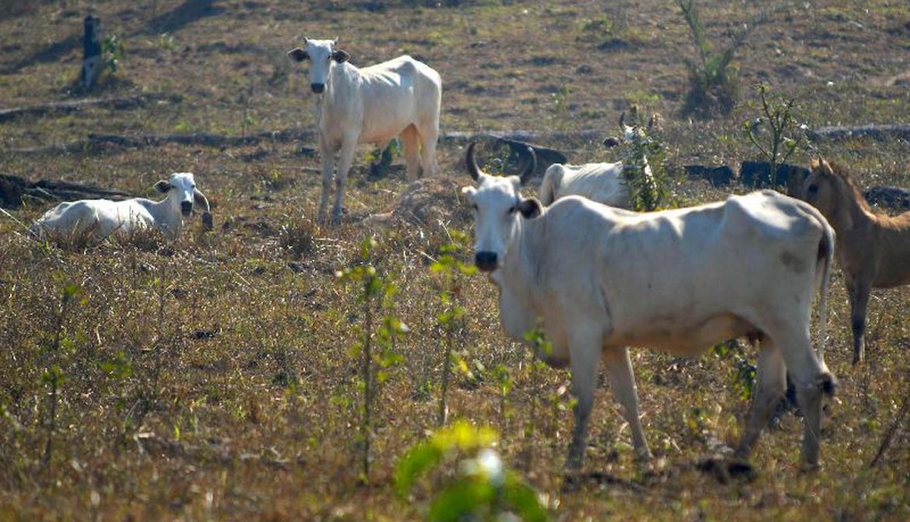 Gado em pastagem degradada no Cerrado