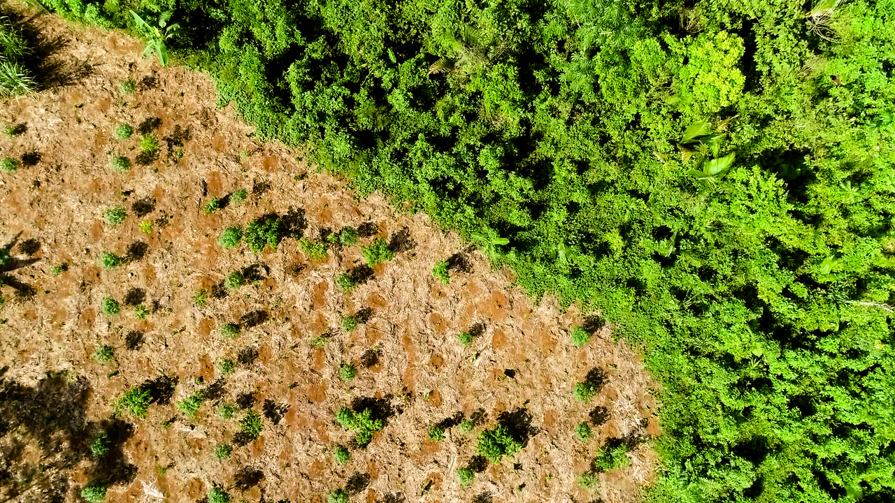 Mercado Livre dobra a aposta na geração de créditos de carbono