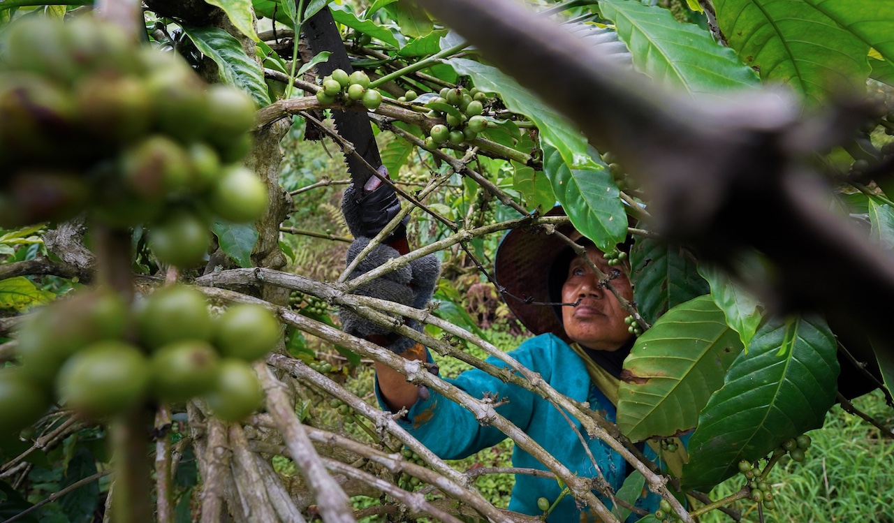 Produtor de café indonésio realiza poda no cafezal