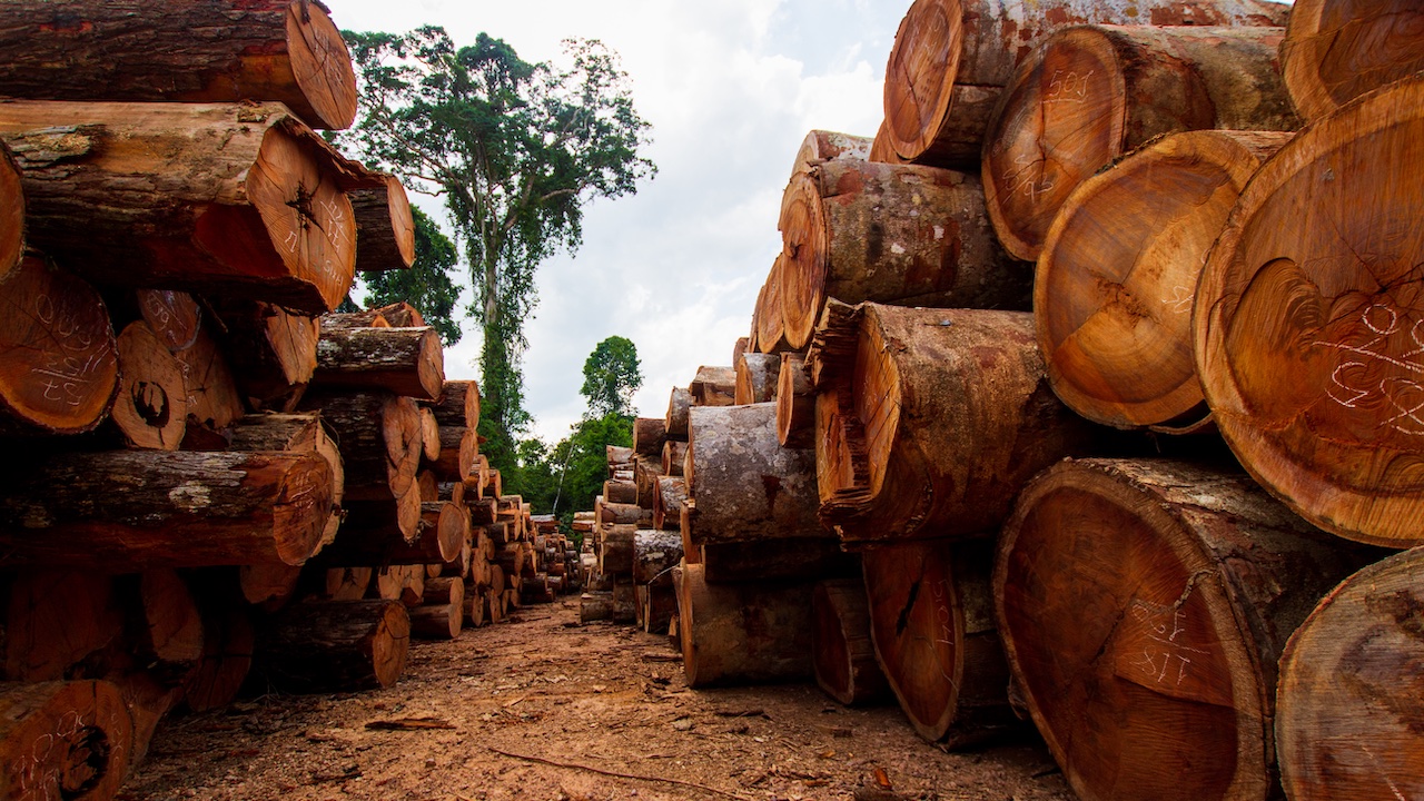 Madeira obtida em desmatamento ilegal na Amazônia