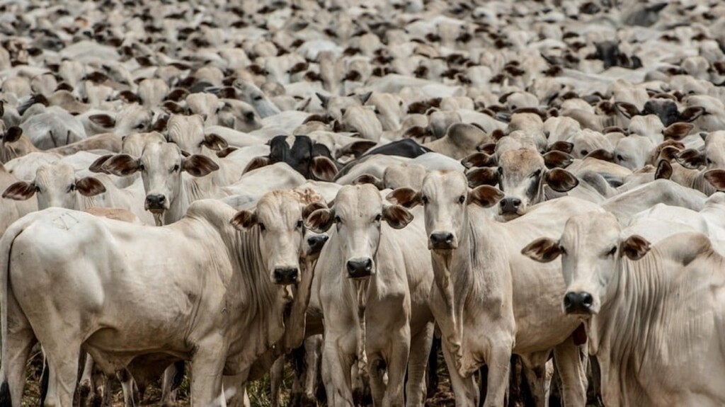 Rebanho em fazenda brasileira