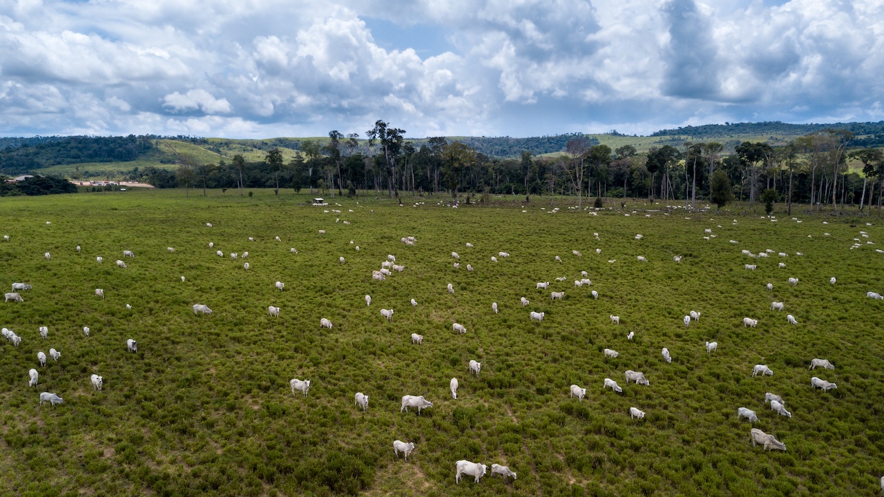 Imagem aérea de pasto em área desmatada no Pará