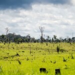 Pastagem degradada na Amazônia Legal