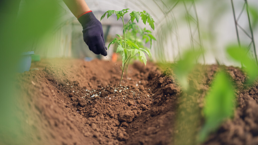 O Pátria está fazendo uma aposta na consolidação do setor de fertilizantes especiais, com tese de exposição à agricultura regenerativa