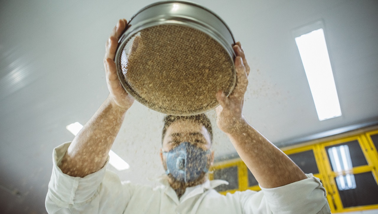 Mush transforma cogumelos em material que pode ser usado em construções e embalagens