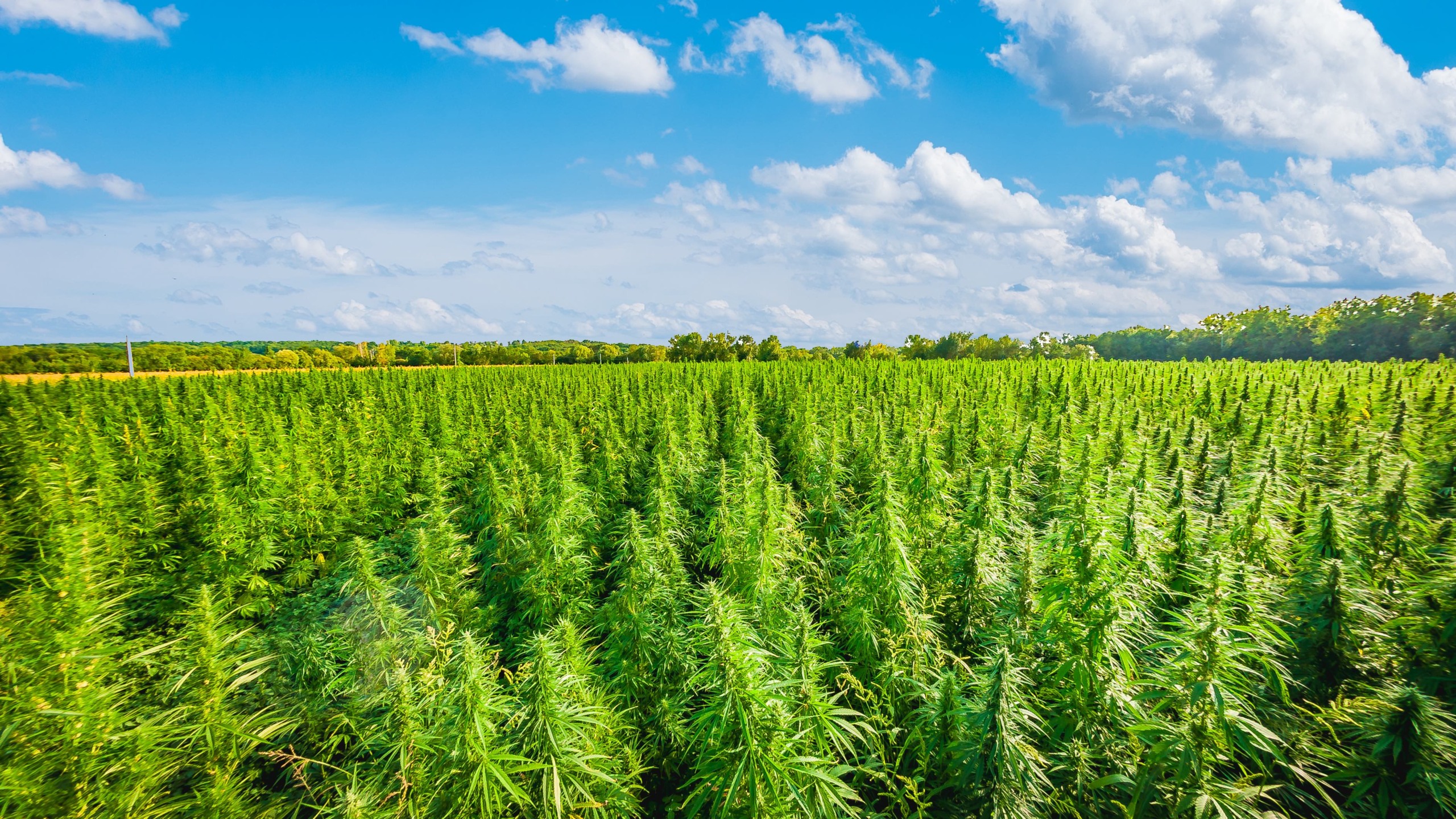 Plantação de cânhamo na França para utilização na indústria têxtil