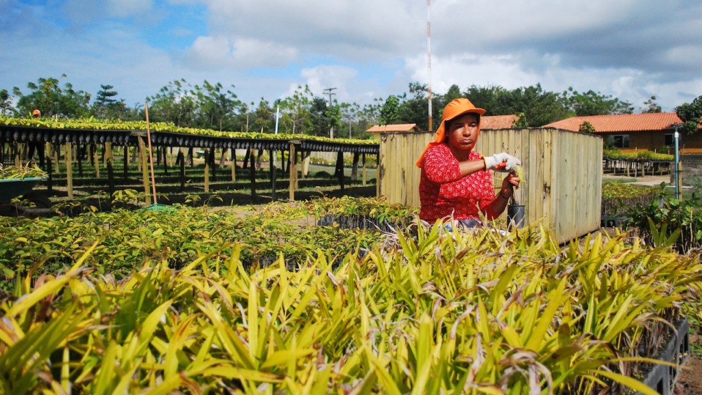 Funcionária trabalha no viveiro de mudas da Symbiosis, na Bahia