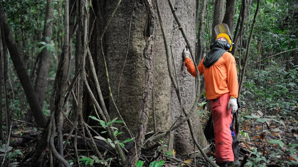 Funcionário observa árvore na floresta amazônica