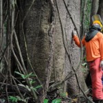 Funcionário observa árvore na floresta amazônica