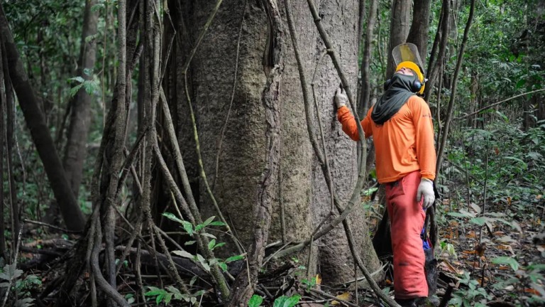 Funcionário observa árvore na floresta amazônica