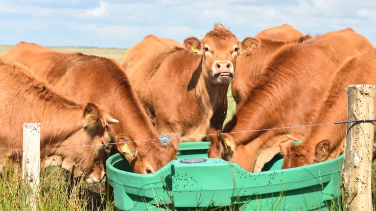 Vacas em fazenda dinamarquesa