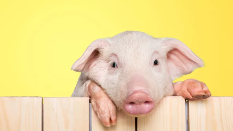 Depois da carne, vem aí a gordura suína de laboratório